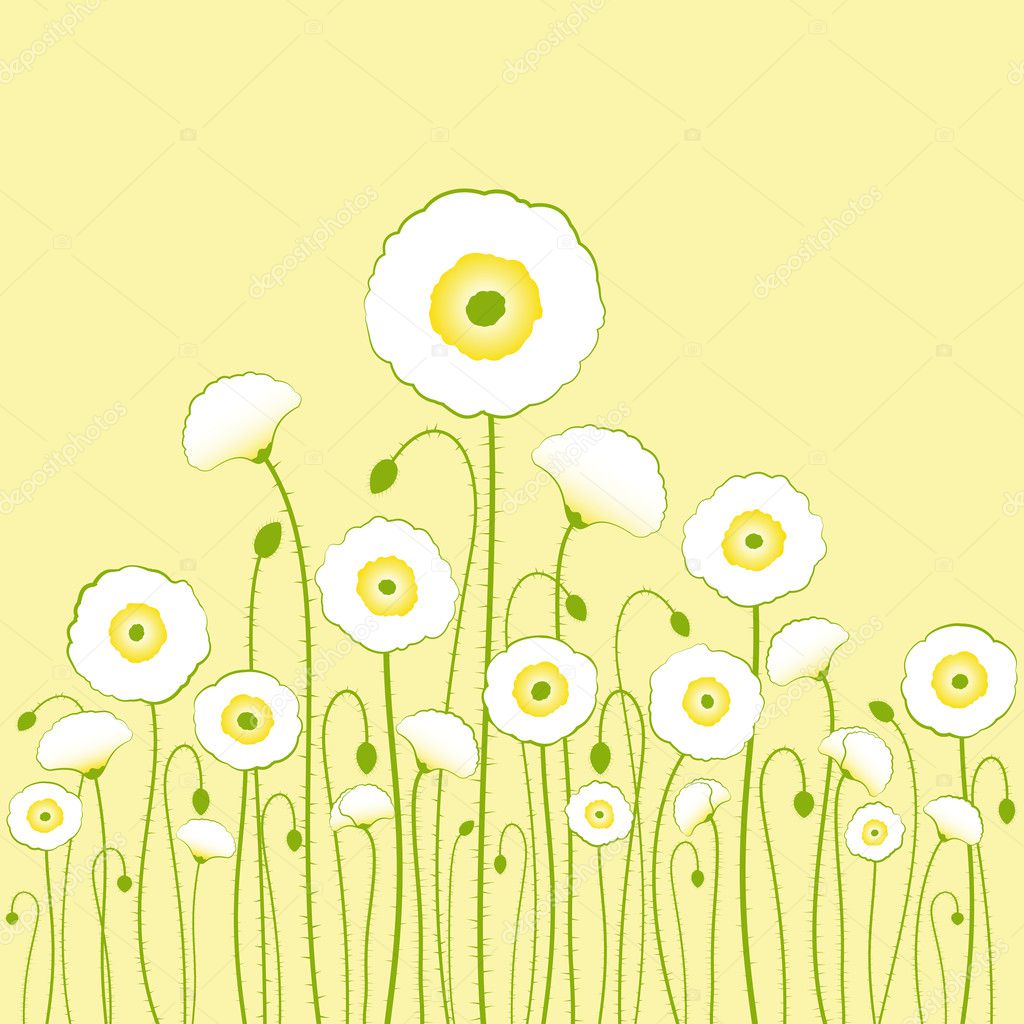 White poppy on yellow background