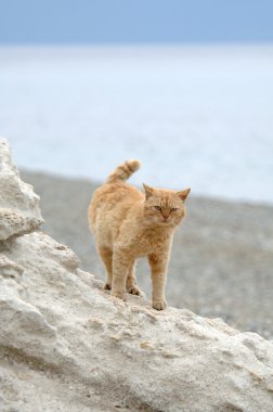 büyük kedi cliff üzerinde duruyor.
