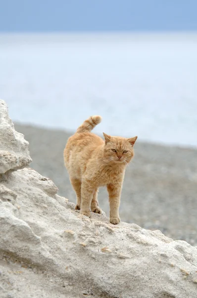 大きな猫は崖の上に立つ — ストック写真