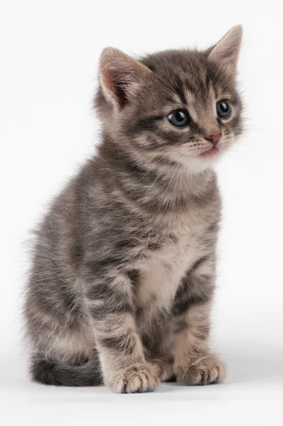 ลูกแมวลายเล็ก ๆ — ภาพถ่ายสต็อก