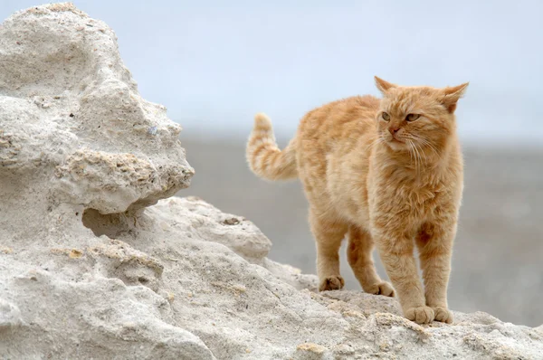 Gran gato se para en el acantilado —  Fotos de Stock