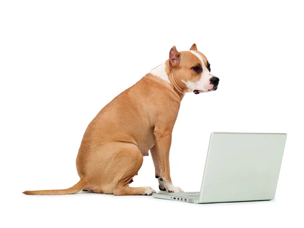 狗和一台计算机 — 图库照片