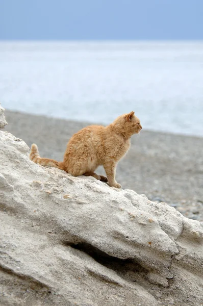 Большой кот стоит на скале — стоковое фото