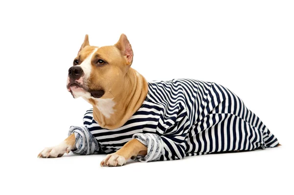 Dog in the form of a sailor — Stock Photo, Image