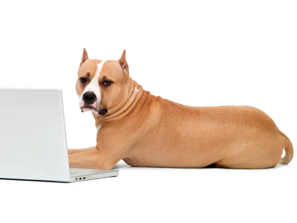 Собака и компьютер — стоковое фото