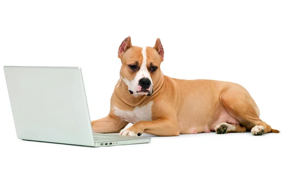Hund och en dator — Stockfoto