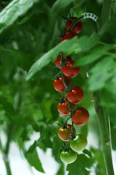 Ramas con tomates en una habitación — Foto de Stock