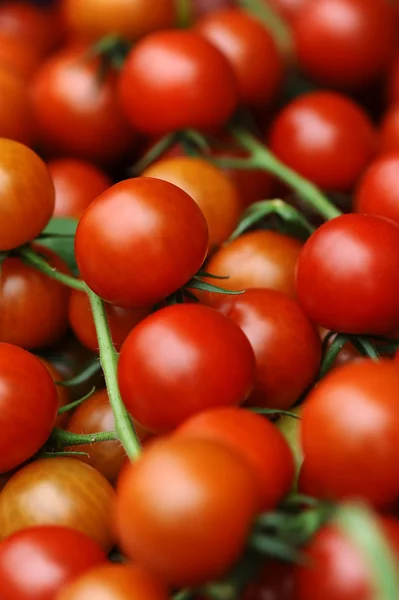 多汁的红番茄 — 图库照片