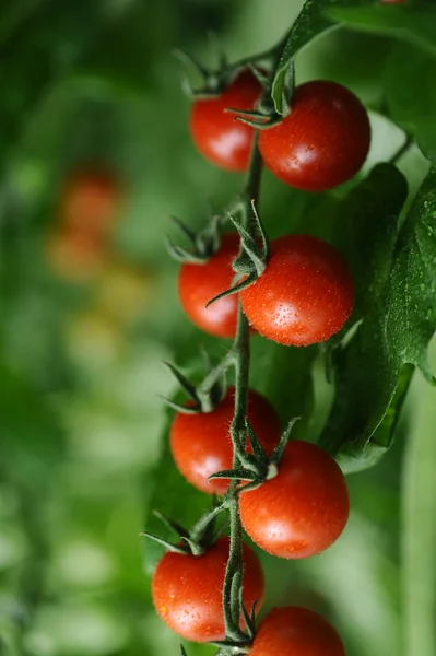 Sappige rode tomaten — Stockfoto
