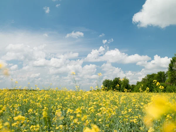 Поле з жовтими квітами — стокове фото
