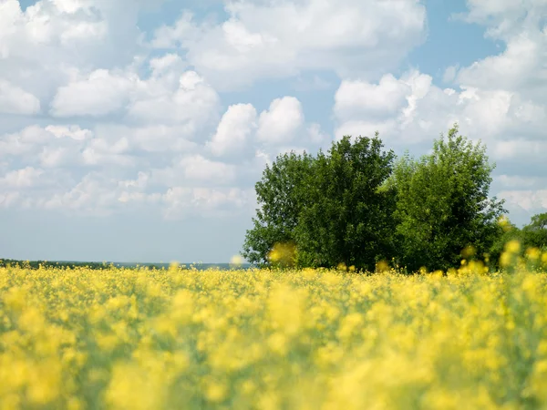 Поле з жовтими квітами — стокове фото