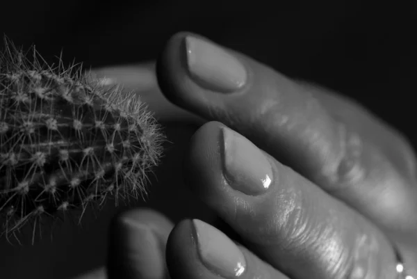 Ludzką ręką i kaktus — Zdjęcie stockowe