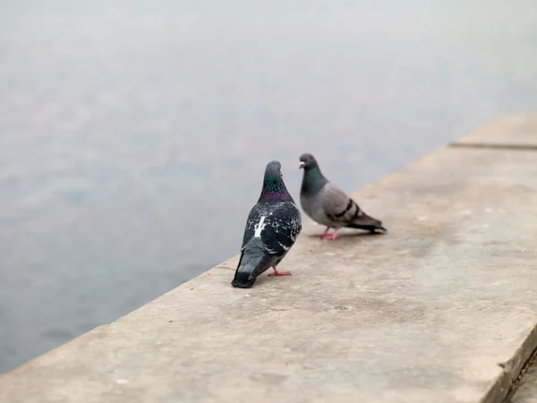 Deux colombes — Photo