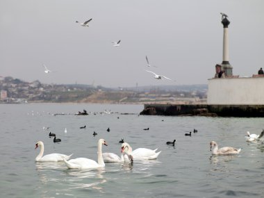 Deniz feneri