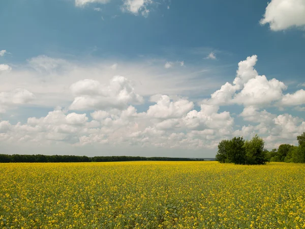 stock image Field with yellow flowers