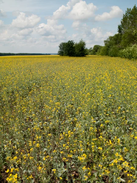 stock image Field with yellow flowers