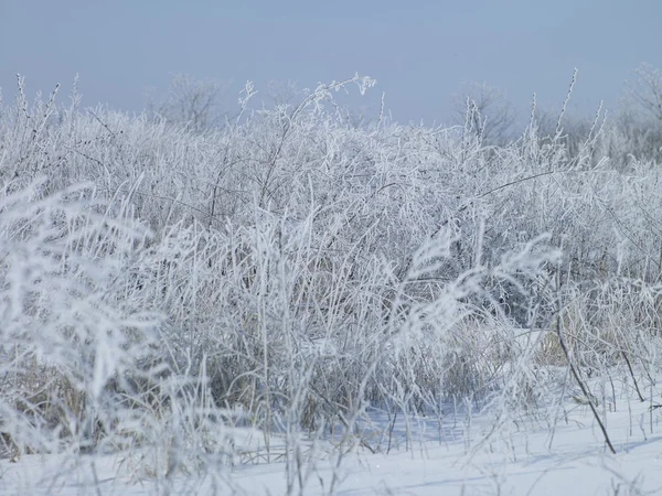 Зимний силуэт — стоковое фото