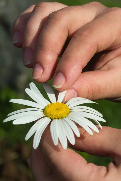 stock image Daisy in his hand