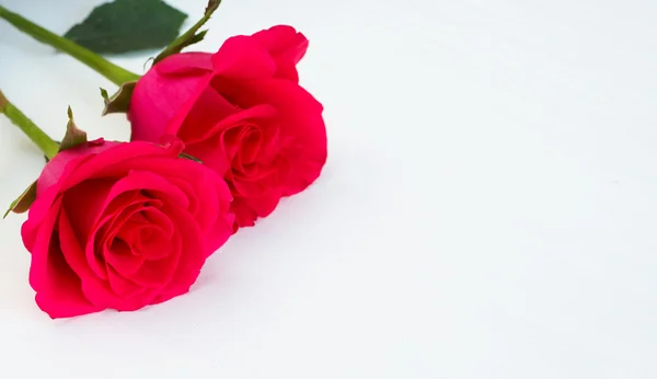Duas rosas cor-de-rosa no fundo claro — Fotografia de Stock