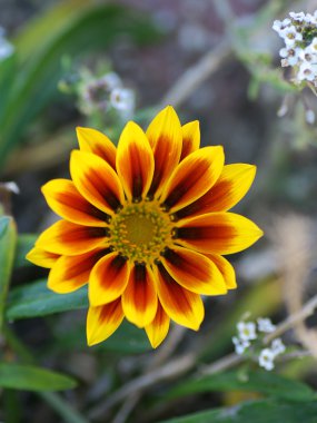 Flor amarilla y roja