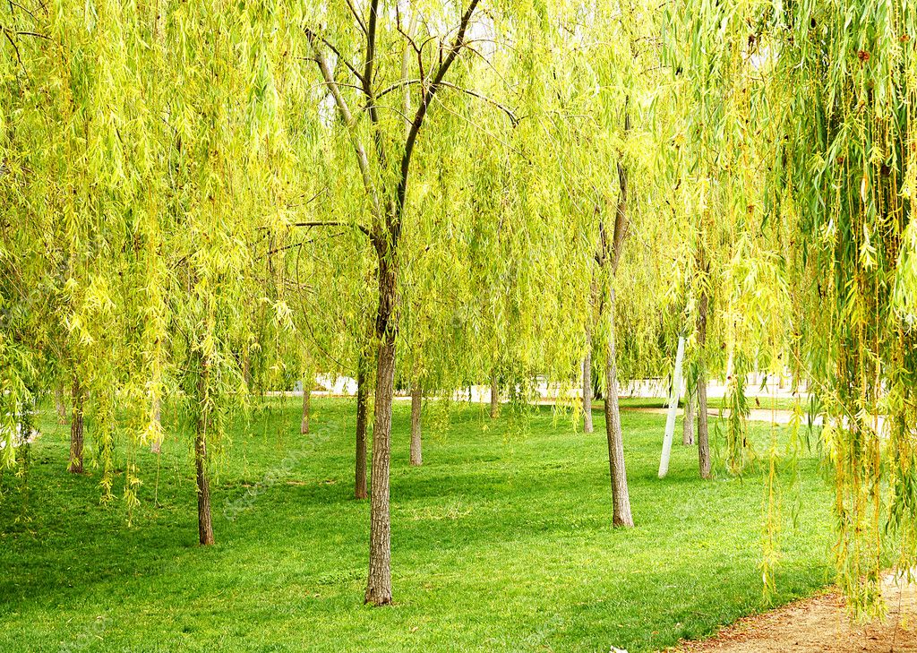 Sauces llorones — Stock Photo © sanguer 5882972