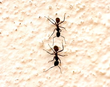 Ants in a wall