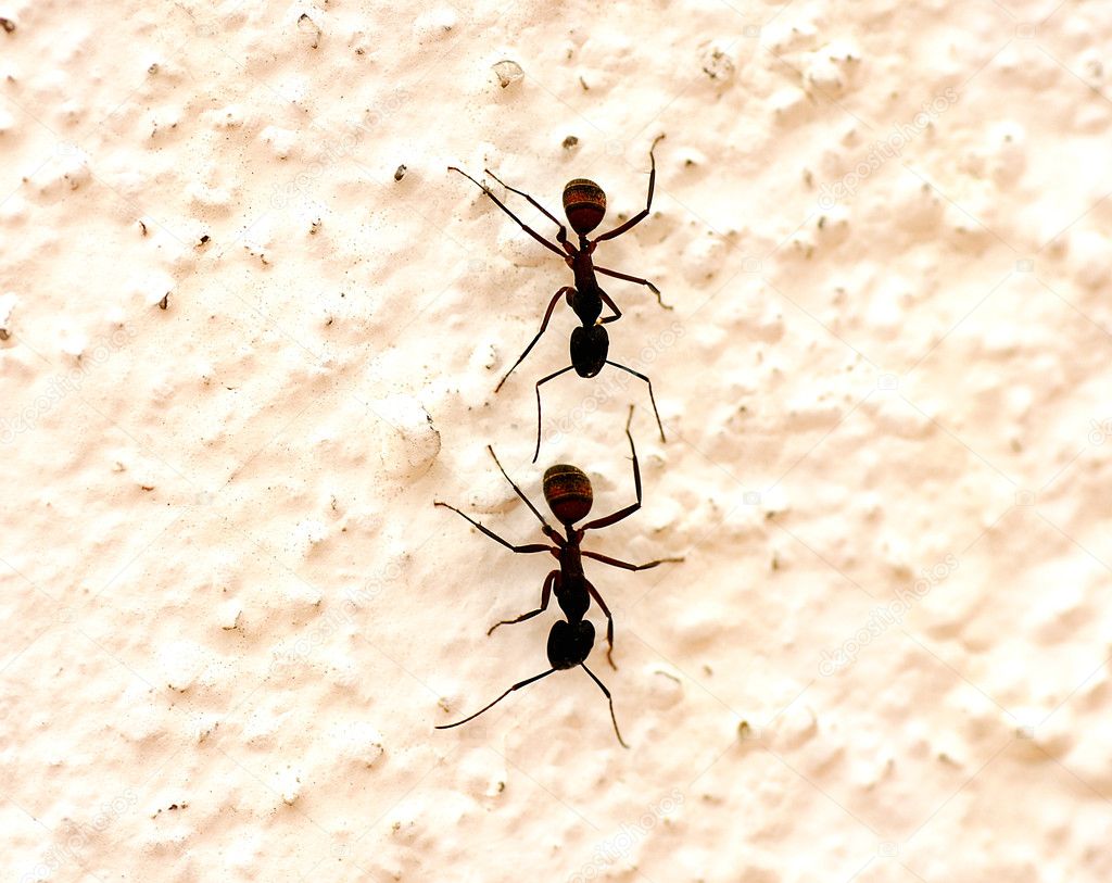 Ants in a wall
