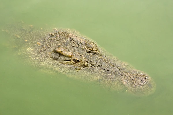 Head of an African nile crocodile — Stock Photo, Image