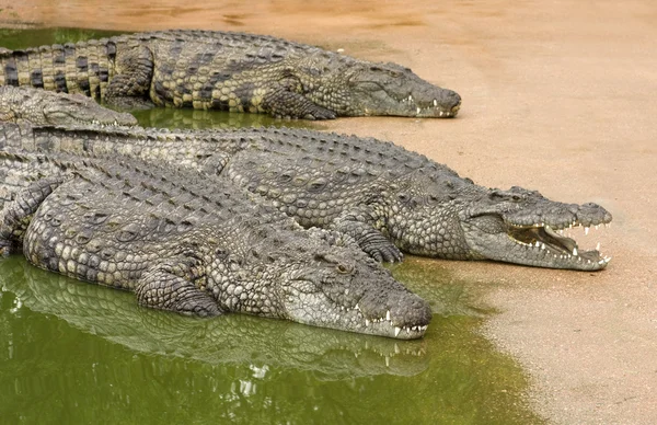 Three African nile crocodiles — Stock Photo, Image