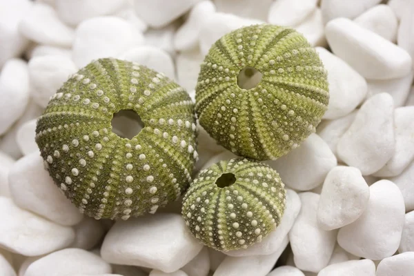 Conchas de erizo de mar sobre guijarros — Foto de Stock