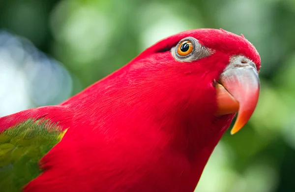 Червоний папуга з зеленими крилами крупним планом — стокове фото