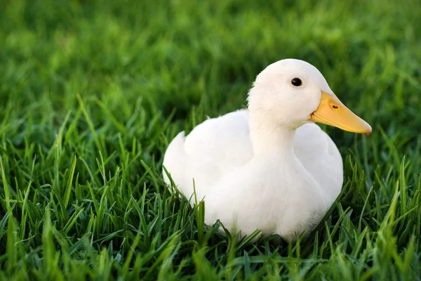 Biały kaczka na zielony trawnik — Zdjęcie stockowe