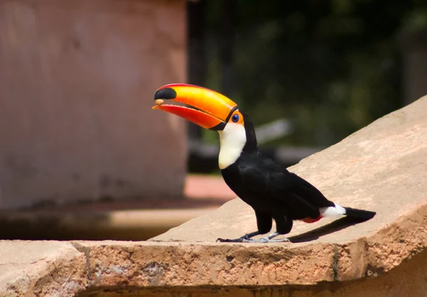 Pássaro tucano comendo uma noz — Fotografia de Stock
