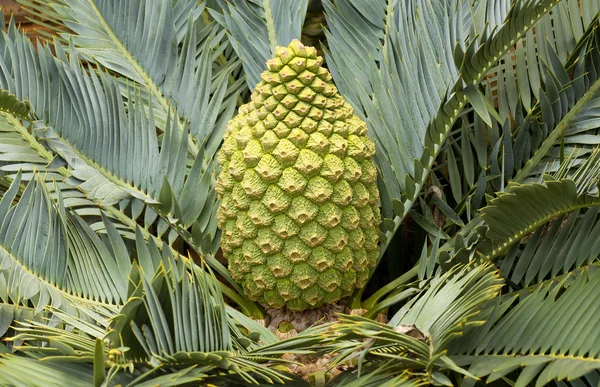 Stock image Female Encephalartos lehmannii cycad with cone