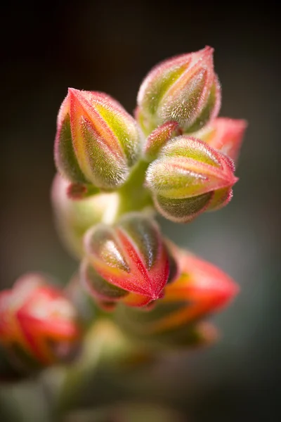 Red succulent flowers Stock Image