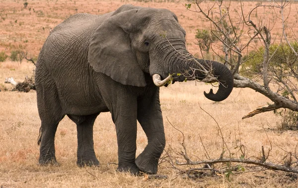 Afrikaanse olifant voeden op boomtakken Stockfoto