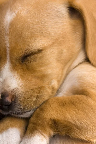 Крупный план милого щенка таксы, спящего Лицензионные Стоковые Фото