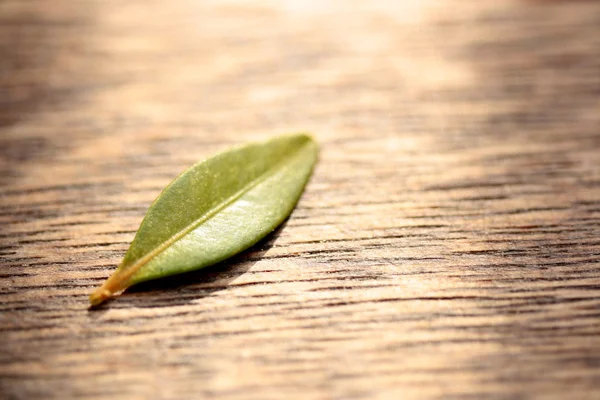 stock image Green leaf