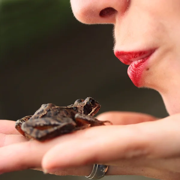 Stock image Kiss a frog