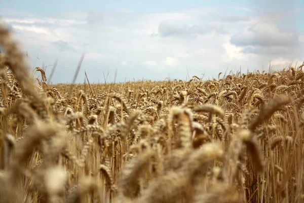 stock image Cornfield