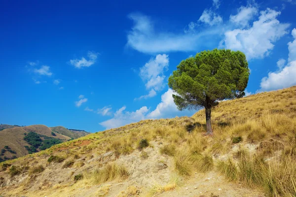 Calabria kavurucu tepeler üzerinde yalnız çam ağacı — Stok fotoğraf