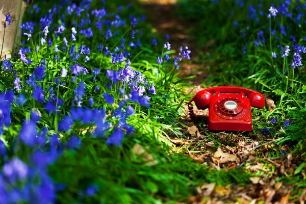 Bluebell telefon — Zdjęcie stockowe