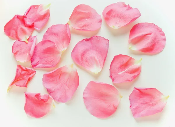 Розовые лепестки — стоковое фото