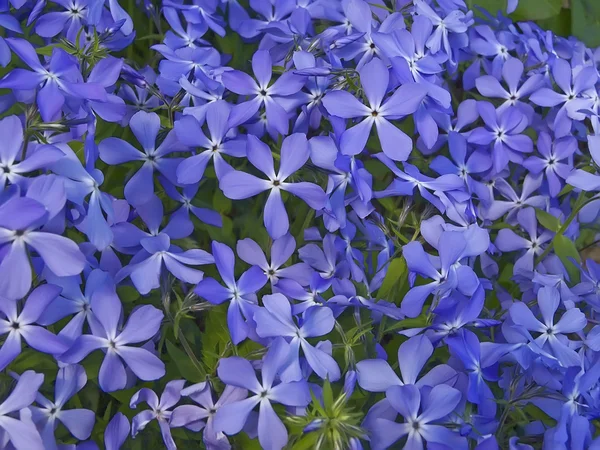 stock image Blue flowers