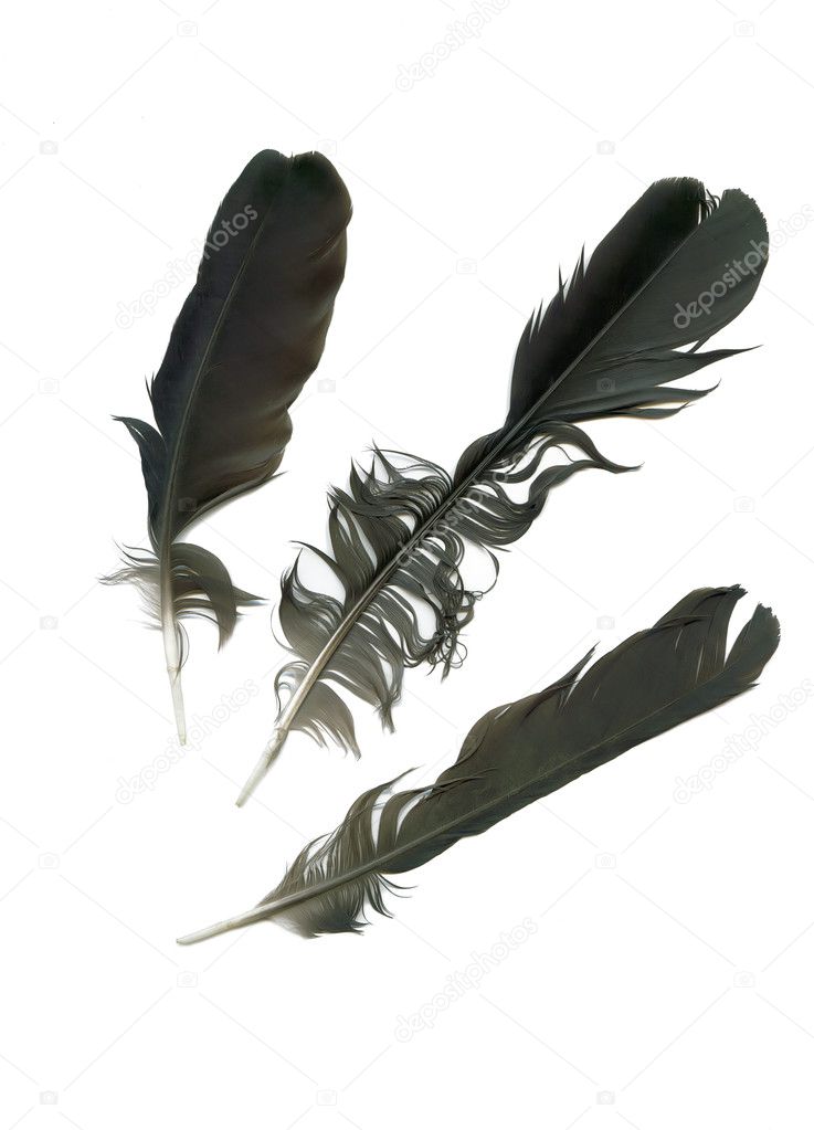 Three feather
