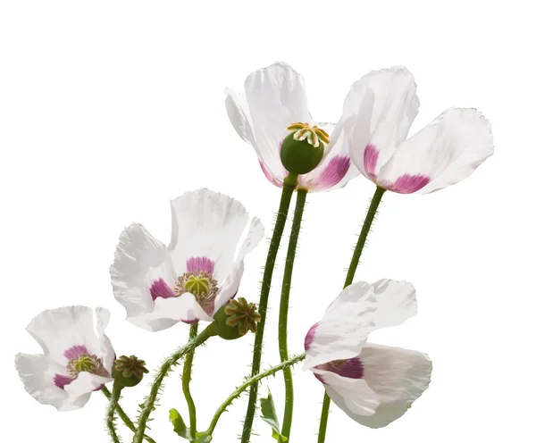 粉红罂粟 — 图库照片