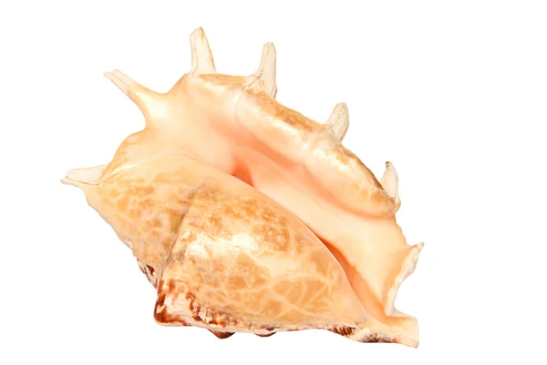 stock image Seashell