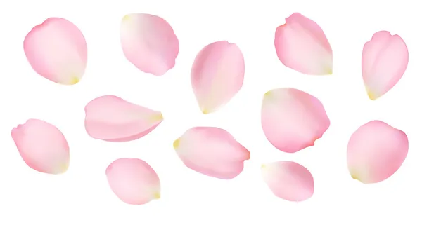 Pétales de rose — Image vectorielle