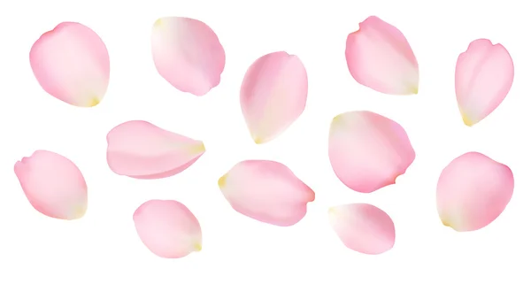 Rose petals — Stock Vector