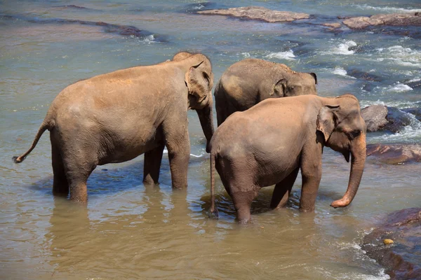 Elefántok trió — Stock Fotó